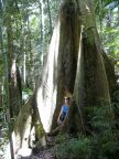 Buttress Roots.JPG (85 KB)